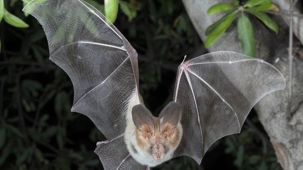 Riscritta l'evoluzione dei pipistrelli, è iniziata in Europa 65 milioni di anni fa  