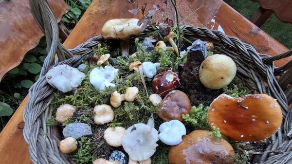 Funghi che passione
