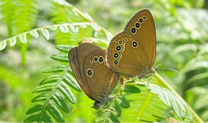 Tre specie di invertebrati scoperte nelle Aree protette della Valsesia