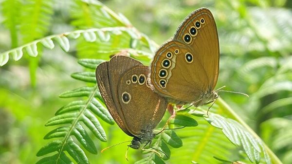 Tre specie di invertebrati scoperte nelle Aree protette della Valsesia