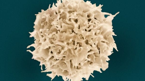 Un interruttore genetico accende i globuli bianchi contro i tumori