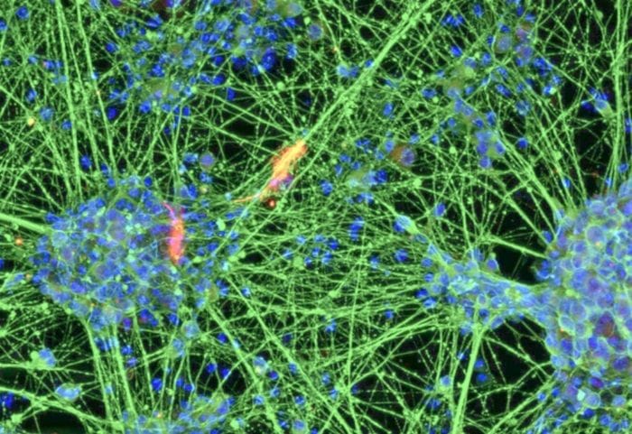 Vecchie cellule del sangue trasformate in giovani neuroni 