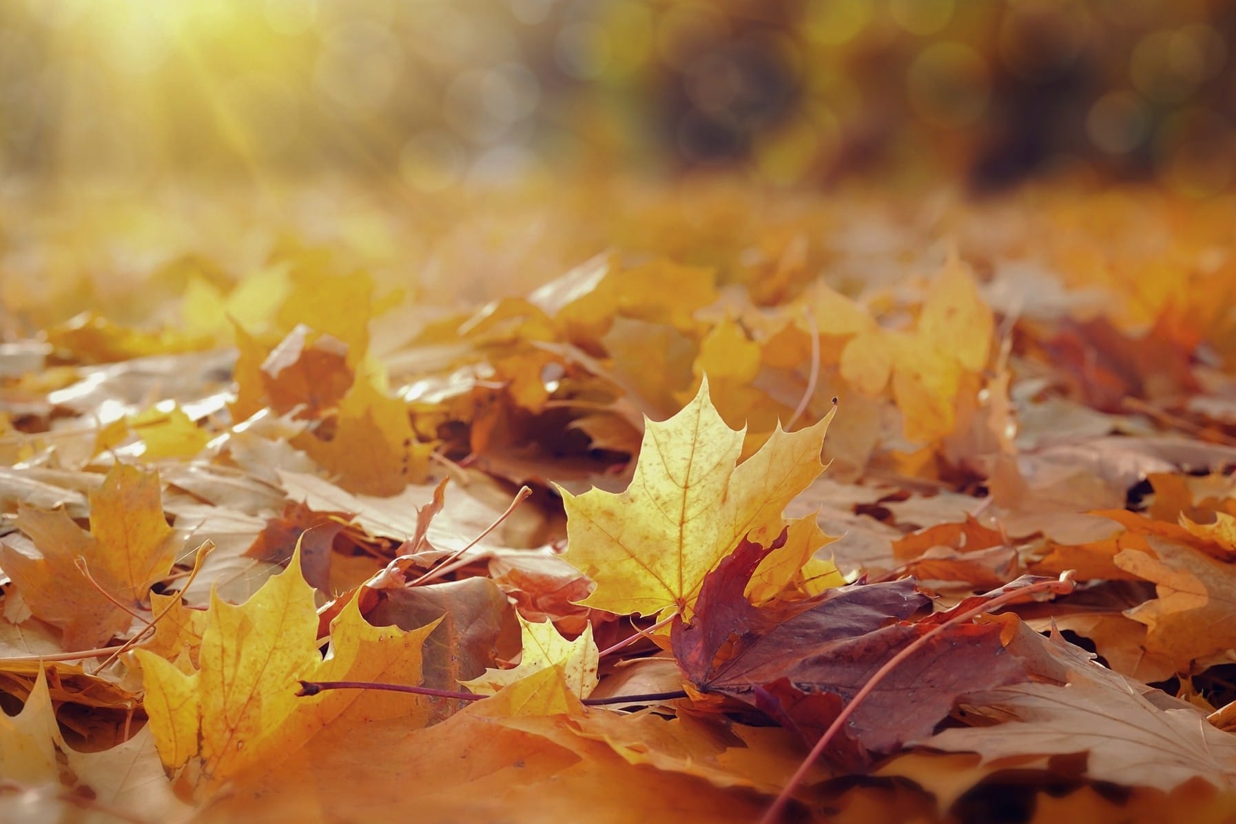 Cosa ascoltare in autunno tra melanconia, amori e atmosfere intime