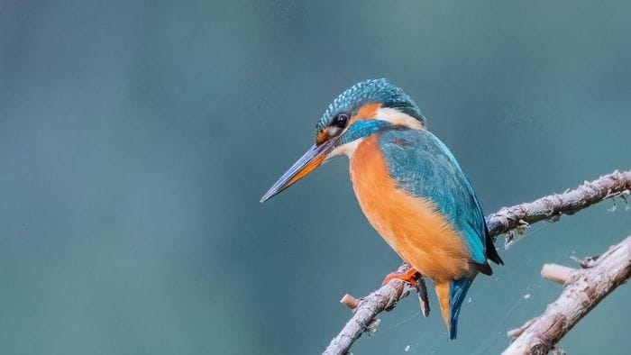 «Martin pescatore...»