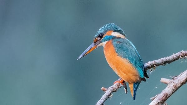 «Martin pescatore...»