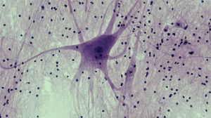 Trovata una molecola che protegge la memoria nell'invecchiamento  