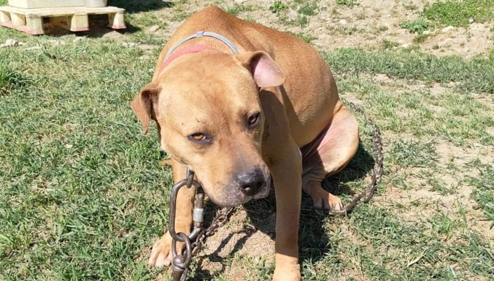 Scoperto un giro di combattimenti tra pitbull dopati: 12 indagati, anche a Bergamo