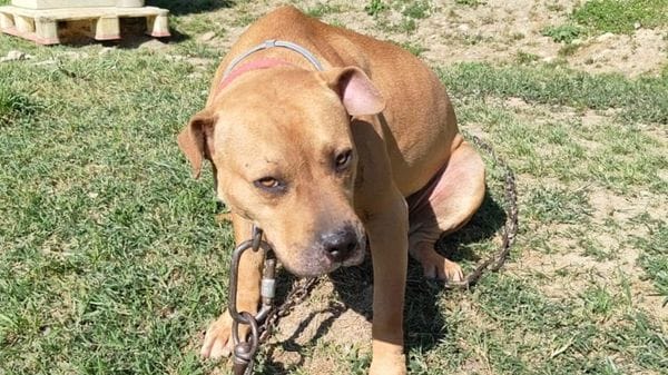 Scoperto un giro di combattimenti tra pitbull dopati: 12 indagati, anche a Bergamo