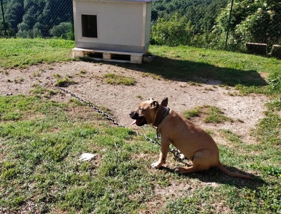 Scoperto un giro di combattimenti tra pitbull dopati: 12 indagati, anche a Bergamo