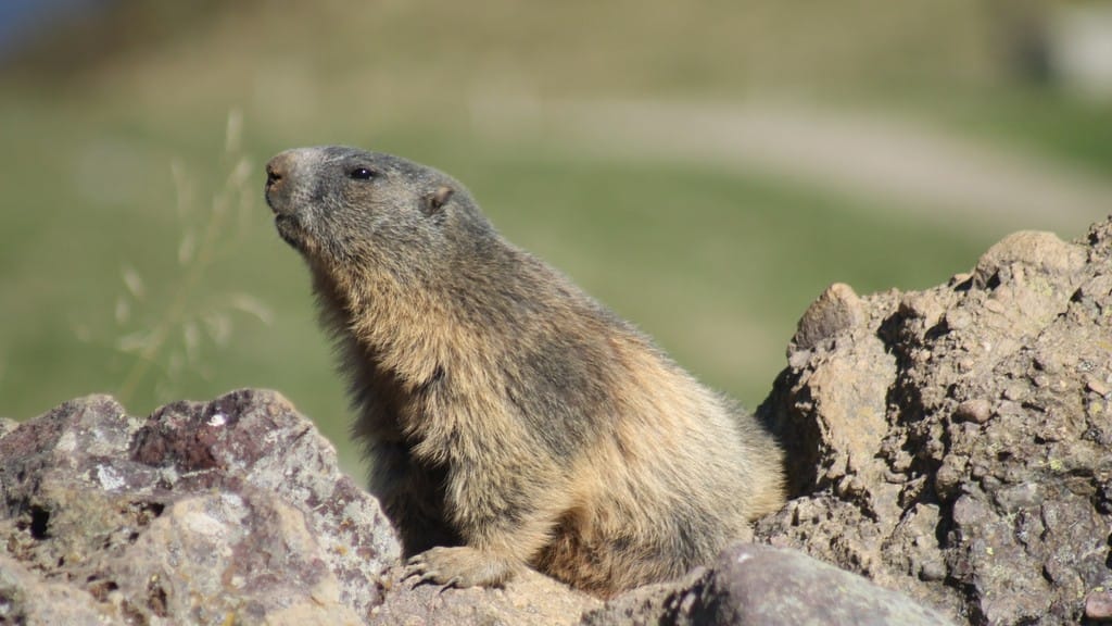 Marmotta sul monte Avaro