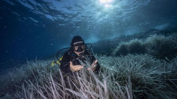 Sei nuove aree marine protette, l'Italia arriva al 31% dei mari tutelato