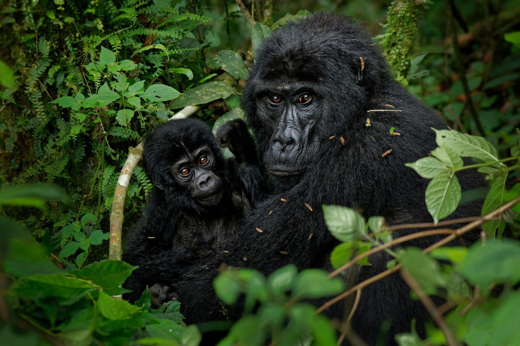 «Ti guardano come se fossi parte della foresta»: Shelly Masi e una vita tra i gorilla