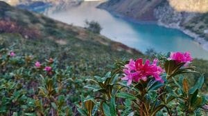 Caldo in montagna: sulle Orobie fioriscono ancora i rododendri