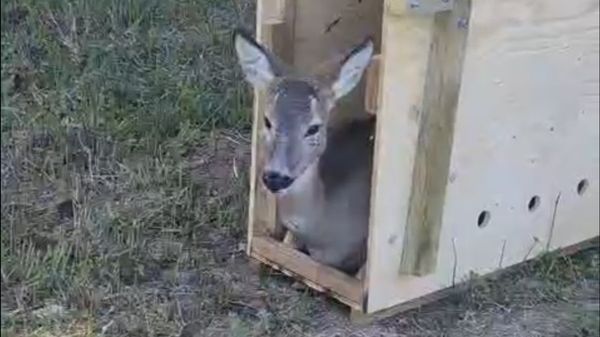 Capriolo vaga tra due città in Abruzzo, catturato e liberato