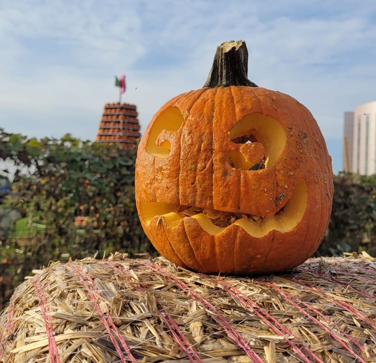 Halloween a Bonate Sopra, tante proposte al campo di zucche di Tulipania