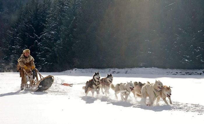 I cani da slitta hanno sviluppato zampe più corte per trainare meglio