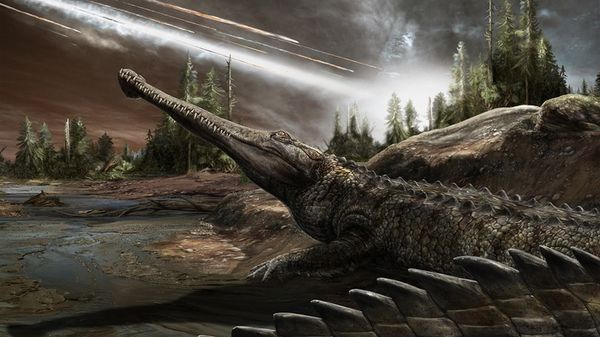 I coccodrilli sopravvissuti ai dinosauri inseguendo il caldo