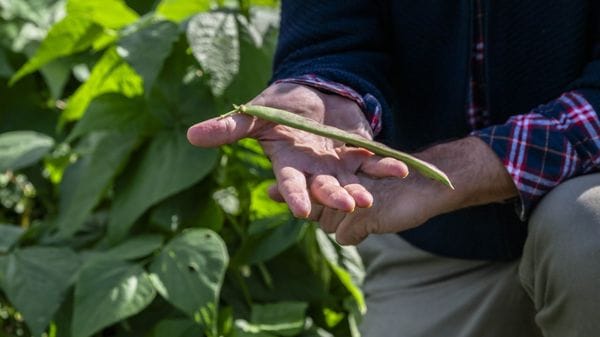 Parco dei Colli, i baccelli del fagiolo nano per un’agricoltura di qualità