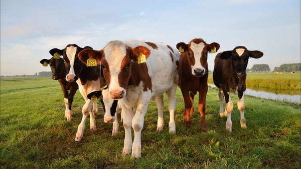 Clima, l'industria della carne Usa sapeva dell'impatto dei bovini dal 1989