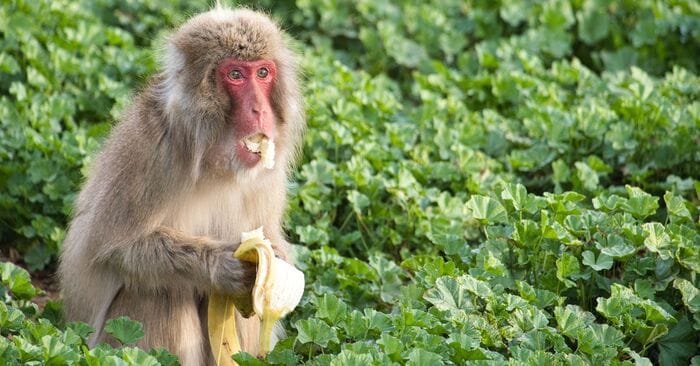 Anche i macachi diventano più attenti ai germi dopo un'epidemia  VIDEO