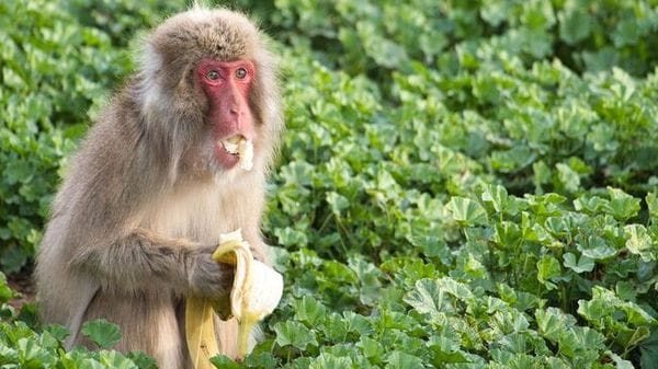 Anche i macachi diventano più attenti ai germi dopo un'epidemia  VIDEO