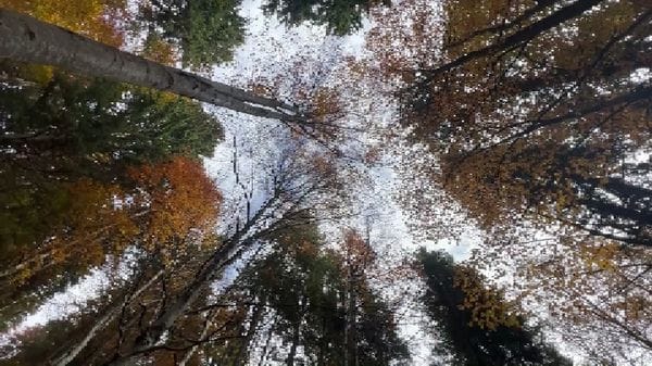 Il fascino dell'autunno in montagna, tra foliage e prima neve