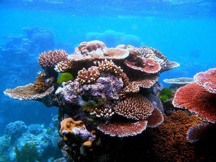 Il 44% delle specie di coralli è a rischio di estinzione a causa del clima