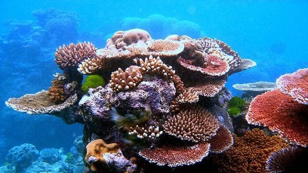 Il 44% delle specie di coralli è a rischio di estinzione a causa del clima