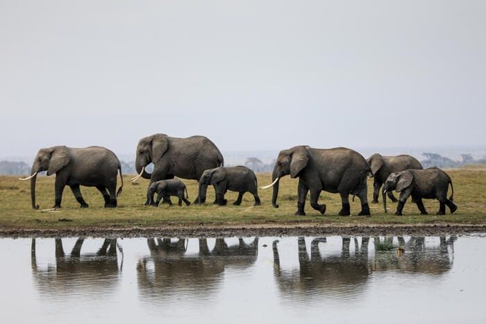 Morto Fred, elefante simbolo della riserva Masai Mara in Kenya