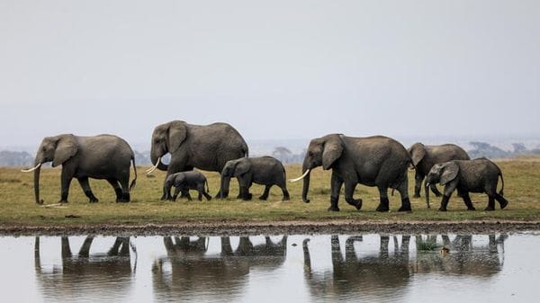 Morto Fred, elefante simbolo della riserva Masai Mara in Kenya