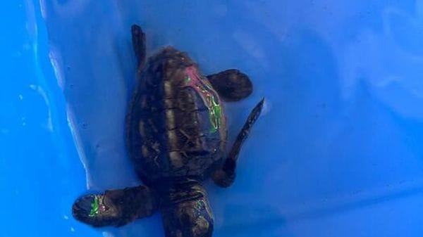 Per le tartarughe marine di Ascea un nuovo impianto luminoso