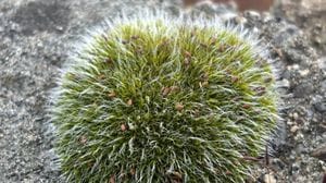 Muschi e licheni, i protagonisti della natura urbana in mostra all’Orto Botanico di Bergamo