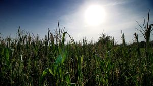 Mais selezionato, il colosso BF acquisisce Planta