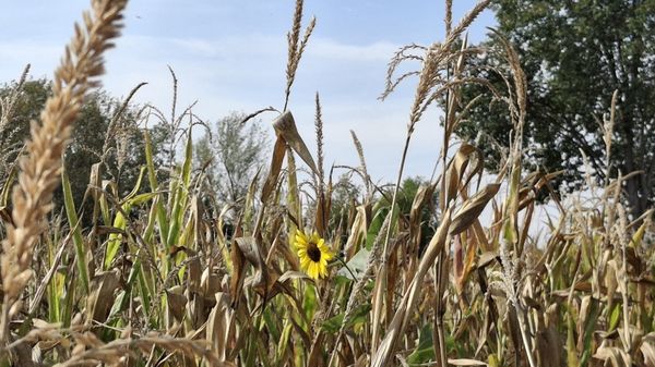 Un solitario girasole