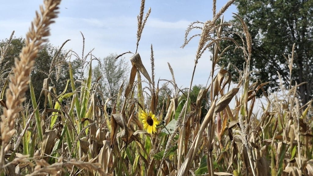 Un solitario girasole