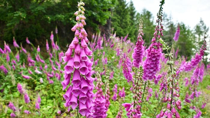 bacche fiori e foglie possono nascondere pericoli lungo i sentieri da Ecodibergamo.it bacche fiori e foglie possono nascondere pericoli lungo i sentieri