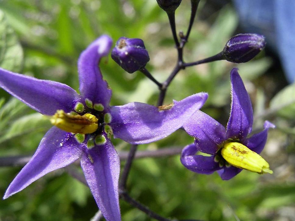 Bacche, fiori e foglie possono nascondere pericoli lungo i sentieri