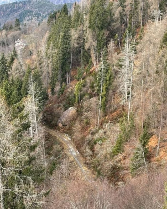 L’abete del Nord America per difendersi dal bostrico