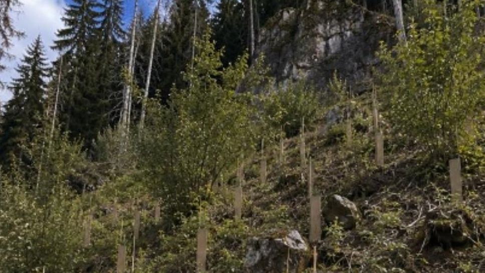 L’abete del Nord America per difendersi dal bostrico