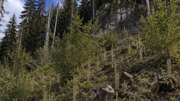 L’abete del Nord America per difendersi dal bostrico