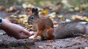 Enpa, 3.100 perseguiti da Carabinieri nel 2026 per reati contro gli animali