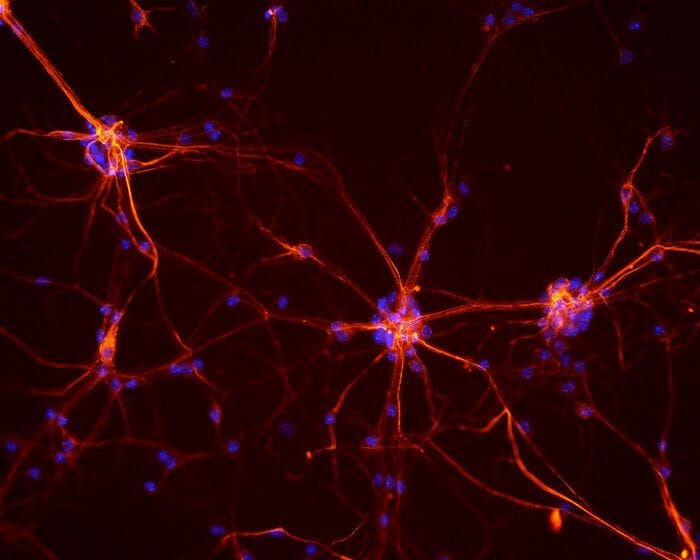 Cos'è l'optogenetica, tecnica che in 20 anni ha fatto il giro del mondo 