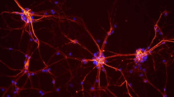 Cos'è l'optogenetica, tecnica che in 20 anni ha fatto il giro del mondo 