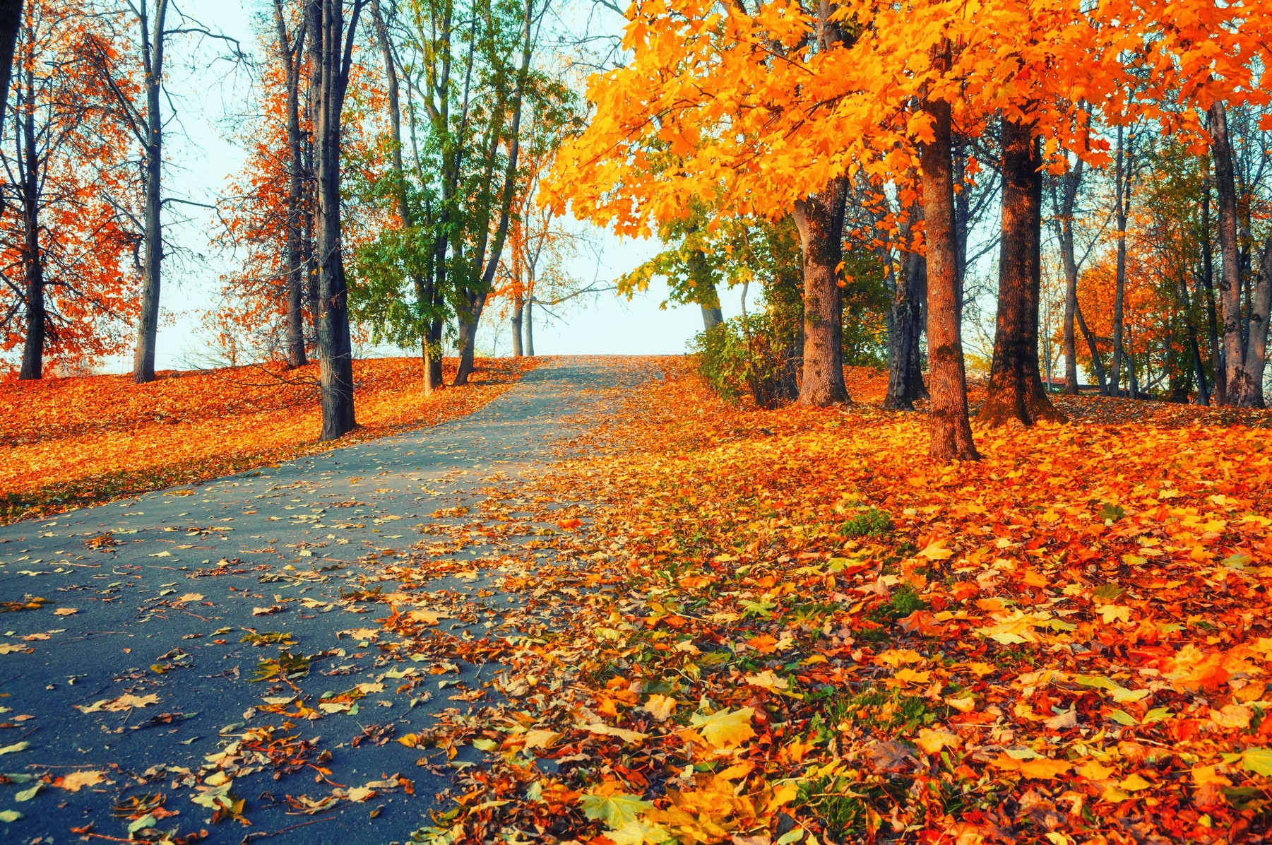Foglie d’autunno, la natura si trasforma in materiale creativo a costo zero 