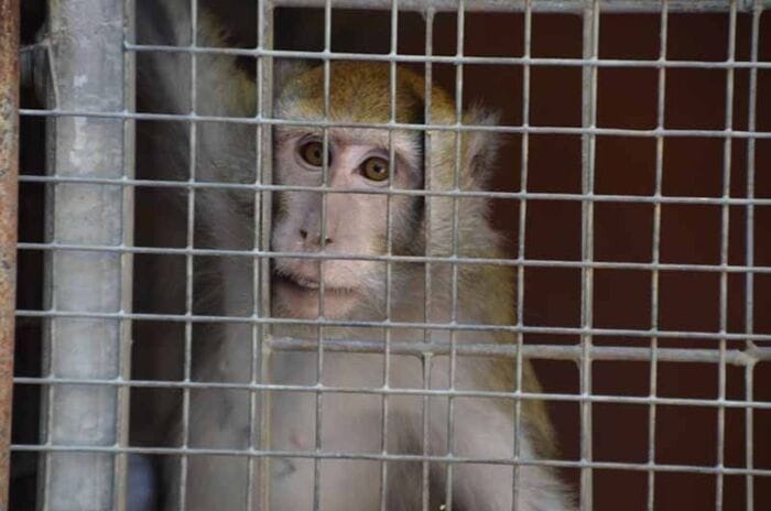 La Leal sostiene la ricerca senza sperimentazione sugli animali