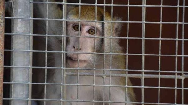 La Leal sostiene la ricerca senza sperimentazione sugli animali