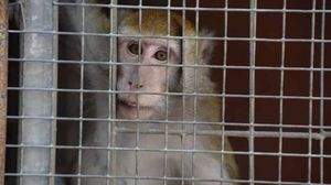 La Leal sostiene la ricerca senza sperimentazione sugli animali