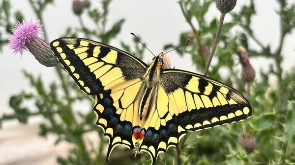 Le farfalle usano illusioni ottiche per confondere i predatori   VIDEO