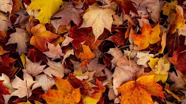 Foglie d’autunno, la natura si trasforma in materiale creativo a costo zero 