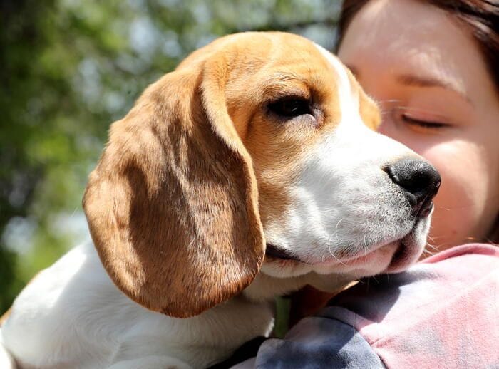 Cani beagle maltrattati per sperimentare farmaci, denunciata multinazionale veneta